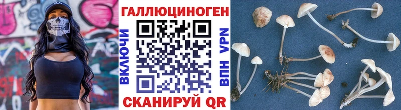 Псилоцибиновые грибы Psilocybine cubensis  Певек 